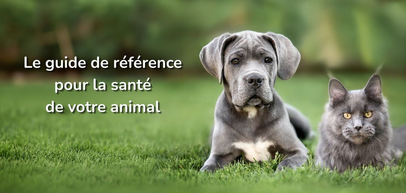 Présentation clinique vétérinaire Saint-Romain