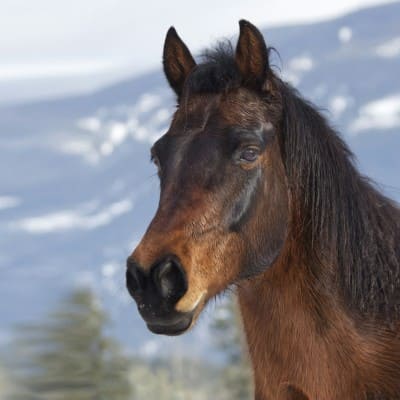 Chevaux — conseils vétérinaires