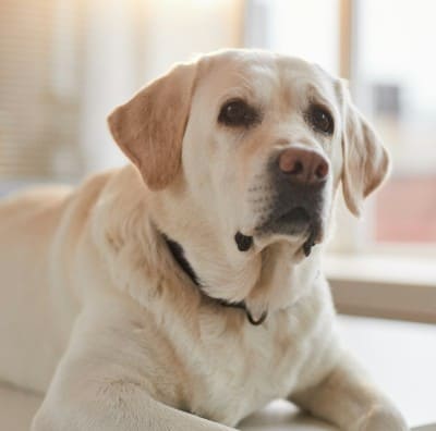 Chien — conseils vétérinaires