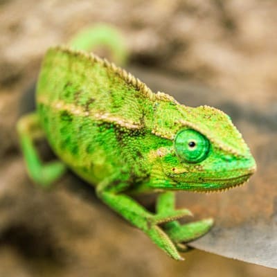 NAC — nouveaux animaux de compagnie