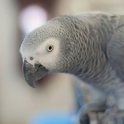 Oiseaux — conseils vétérinaires