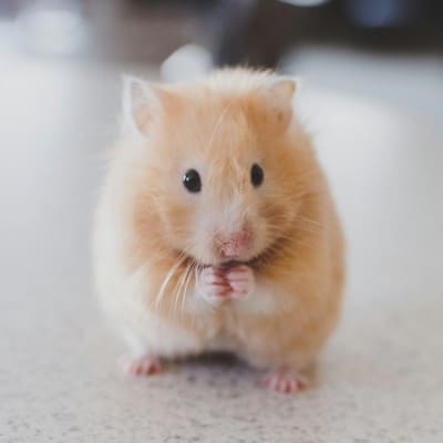 Rongeurs — conseils vétérinaires