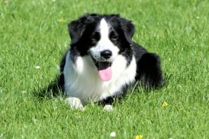 Présentation clinique vétérinaire Saint-Romain catégorie chien