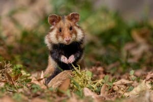 Présentation clinique vétérinaire Saint-Romain catégorie rongeur