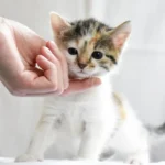 Adopter un chat : le guide complet pour bien préparer son arrivée (2026)