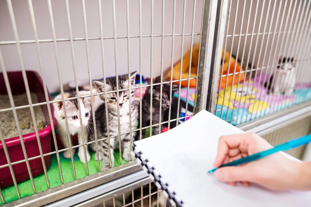 Chat en refuge attendant d'être adopté — SPA et associations