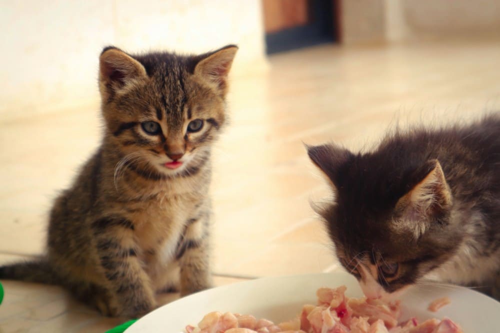 Deux chatons qui mangent des croquettes adaptées pour alimentation chat et chaton