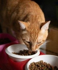 Alimentation du chat