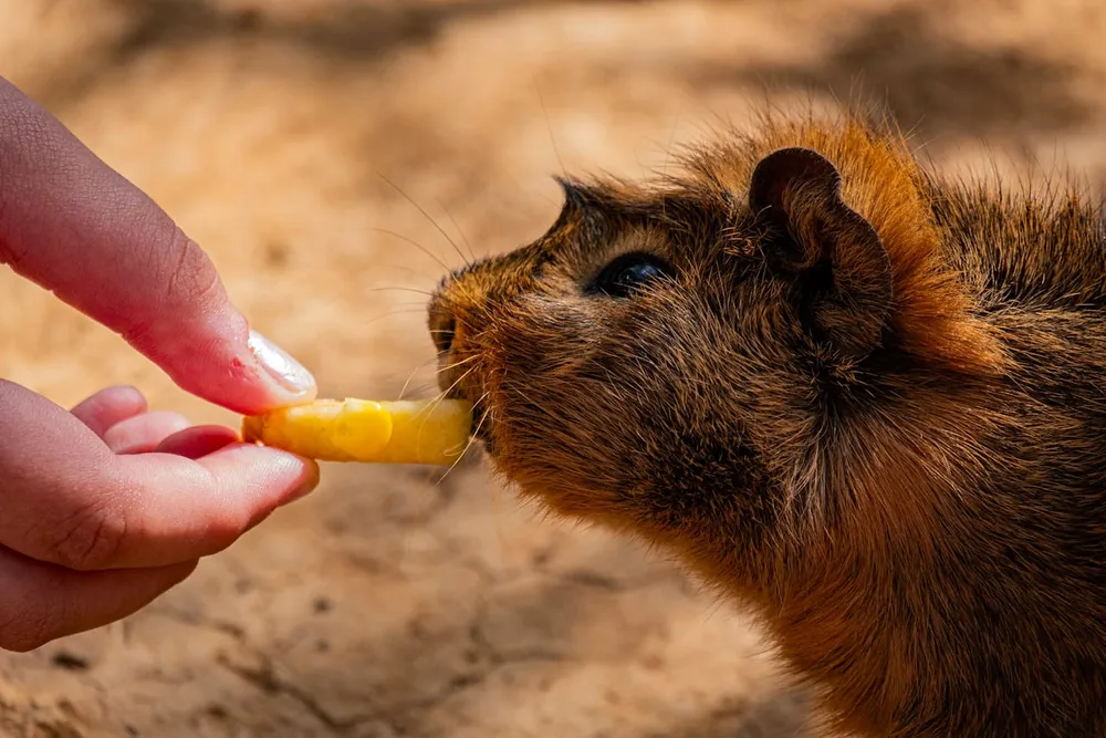 Alimentation du cochon d'Inde : foin, légumes frais et vitamine C essentiels pour le cobaye