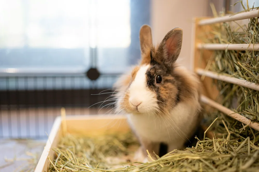 Alimentation du lapin nain : foin à volonté, légumes frais et granulés