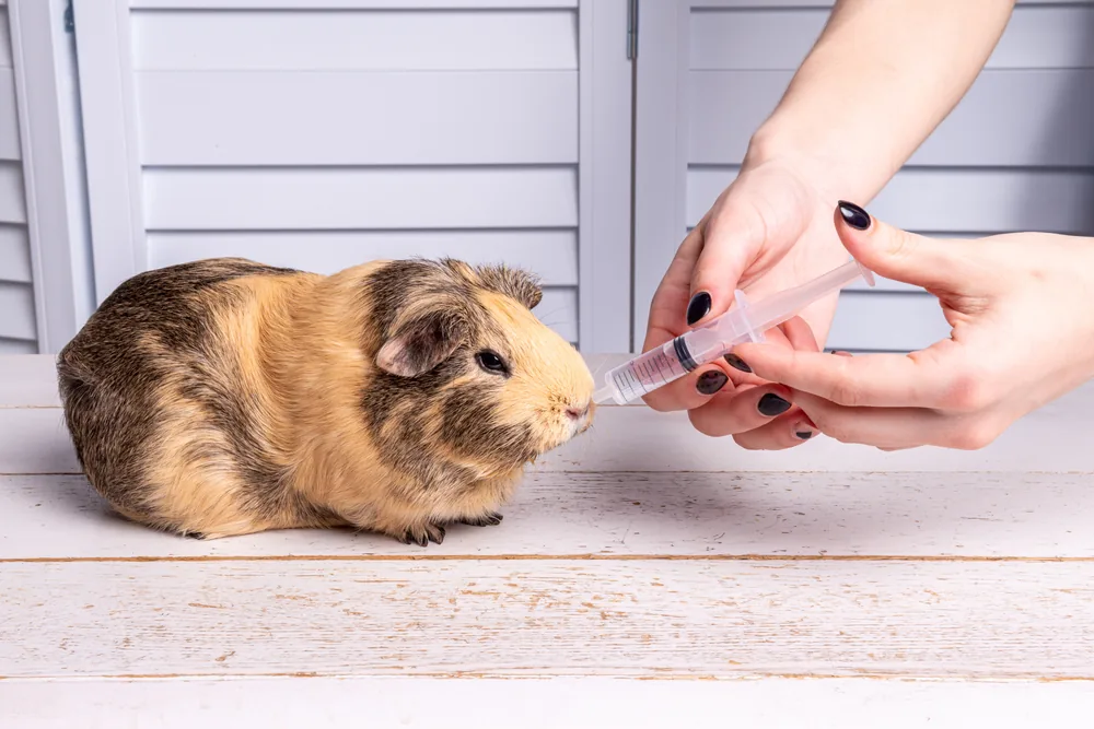 Alimentation forcée à la seringue d'un cochon d'Inde : Critical Care et soutien nutritionnel cobaye