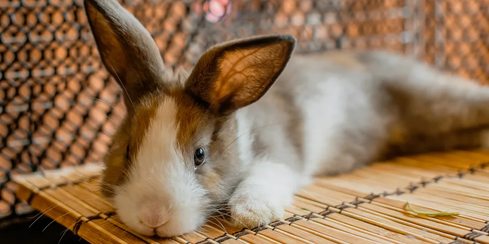 Cage et habitat pour lapin nain — dimensions et aménagement idéal