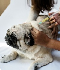 Vaccination chien calendrier