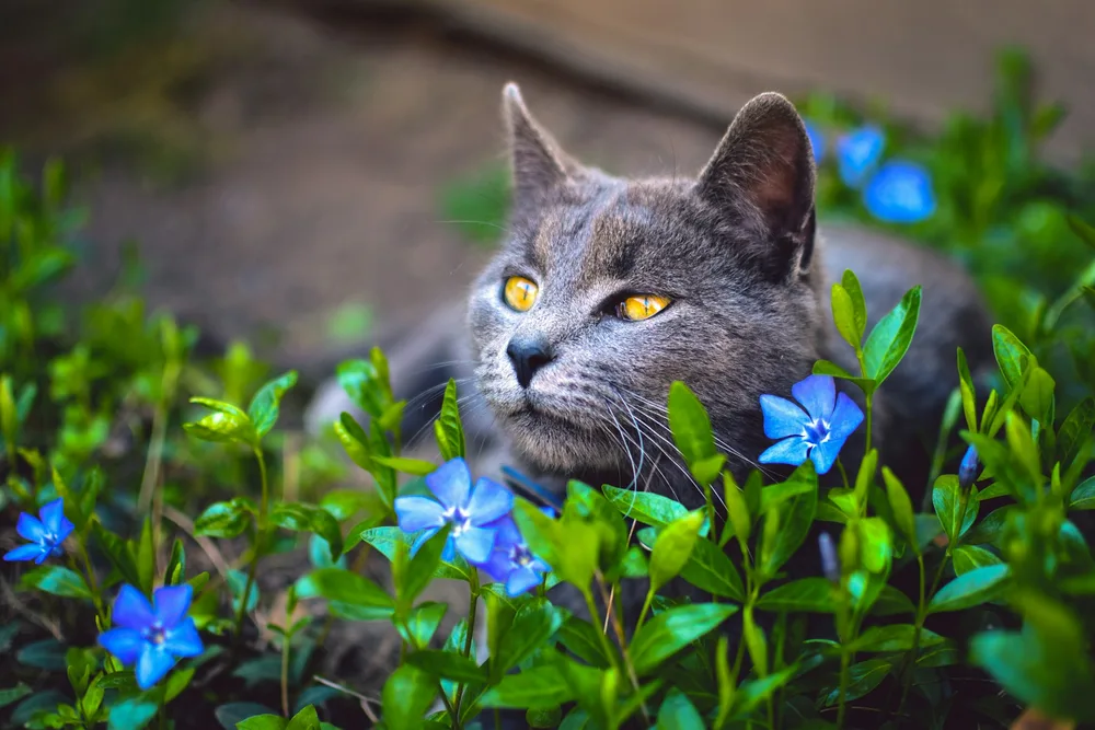 Plantes toxiques pour chats et chiens les plus dangereuses à identifier