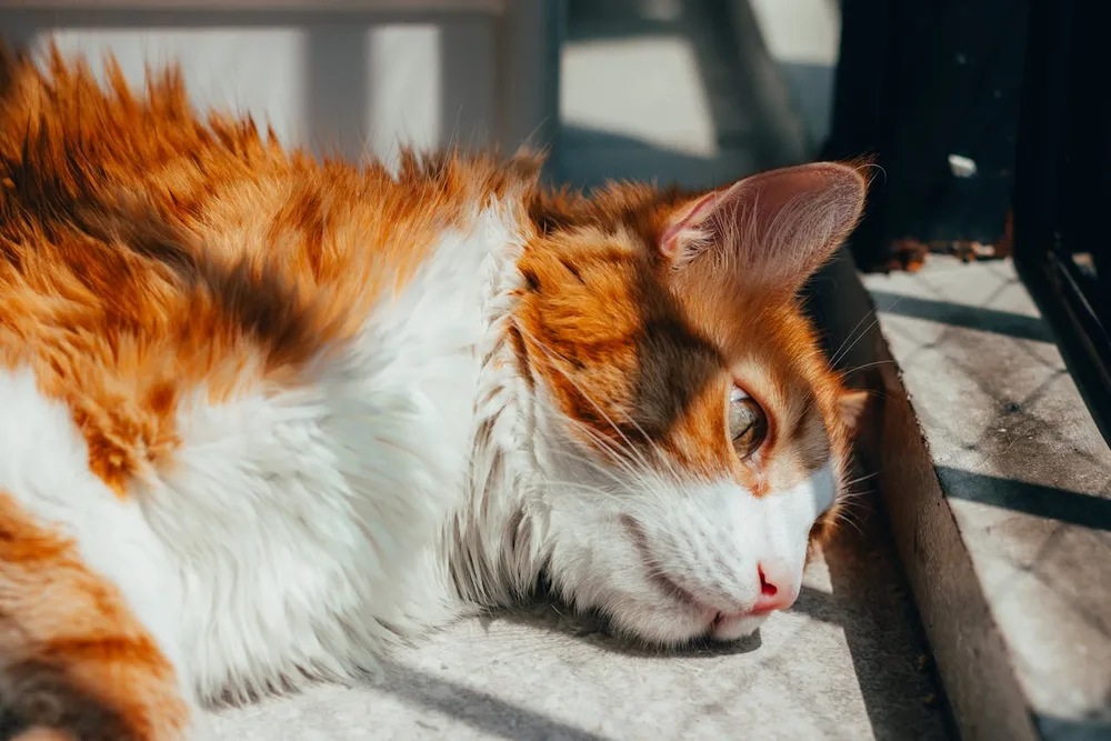 Chat âgé amaigri — insuffisance rénale chronique et perte de poids