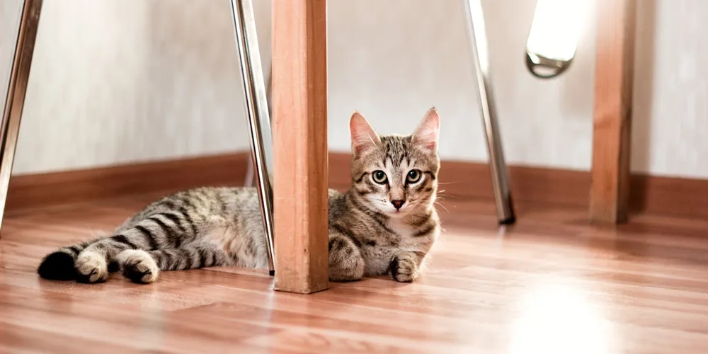 Chat qui se cache à son arrivée dans sa nouvelle maison — comportement normal