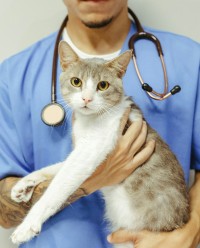 Chat insuffisance rénale