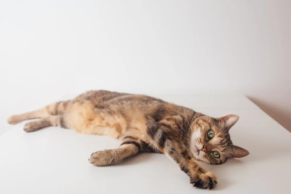 Chat qui ne tient plus sur ses pattes arrières : urgence vétérinaire neurologique