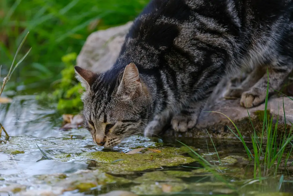 Chat qui boit beaucoup — polydipsie signe d'alerte rénal