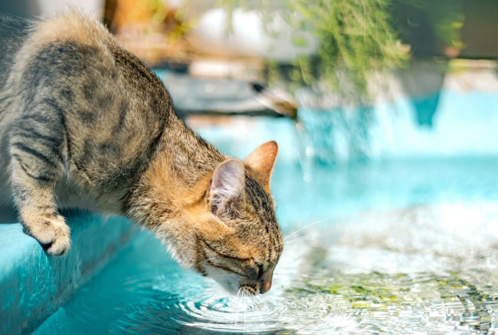 Chat qui boit à une fontaine extérieure ou comment évaluer la consommation d'eau d'un chat qui boit au robinet