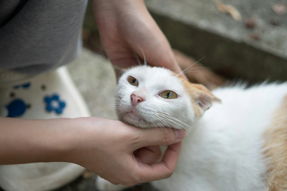 Propriétaire qui nettoie les yeux d'un chat : soins à domicile pour un chat qui éternue