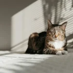 Mon chat tremble : causes, quand s’inquiéter et que faire