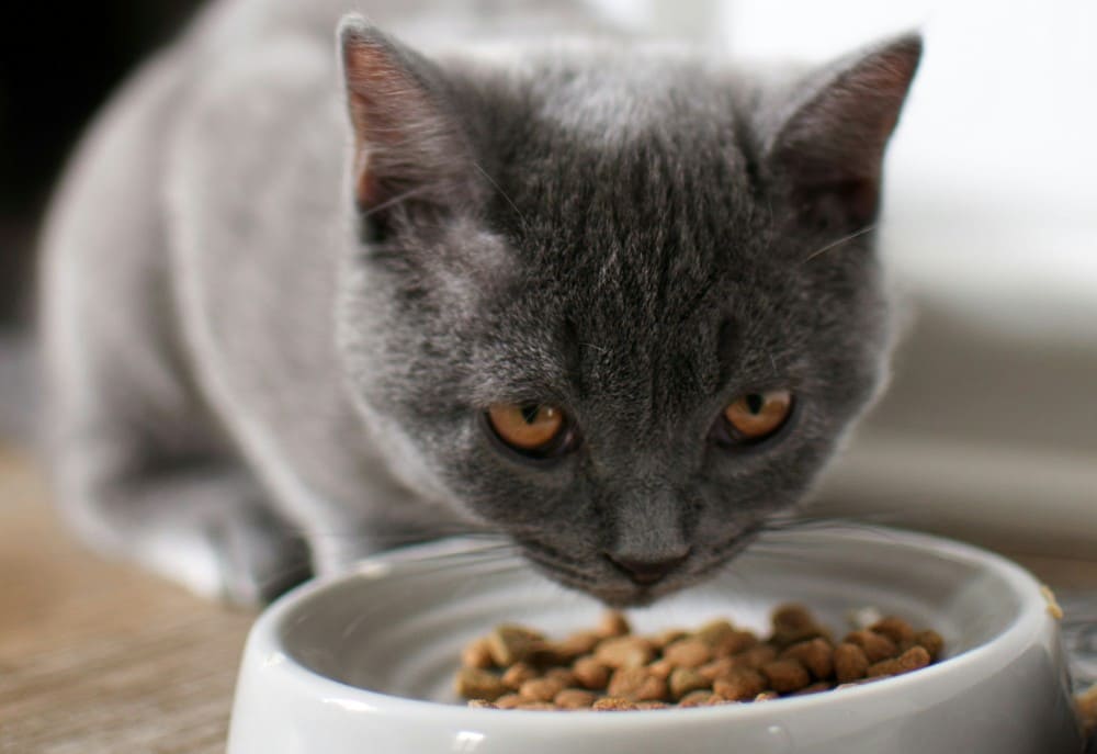 Chat qui mange des croquettes pour alimentation chat