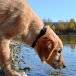 Mon chien boit beaucoup : causes, maladies possibles et quand consulter