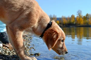 Vue d'un Chien qui boit beaucoup d'eau - causes et quand s'inquiéter
