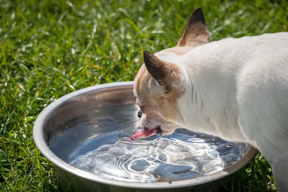 Chien qui boit dans son bol d'eau à la maison — consommation normale d'eau chez le chien