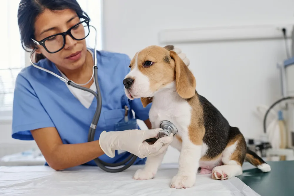 Consultation vétérinaire pour vaccination et rappel du chien adulte