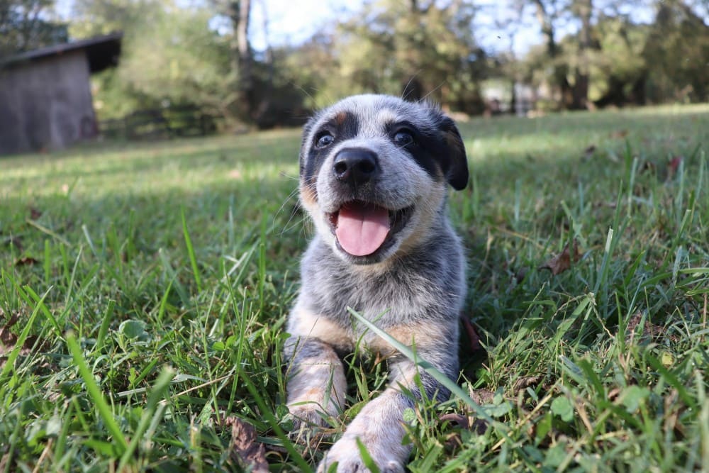 Guide du chiot avec un chien qui joue dans un jardin