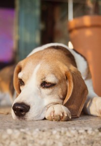 Chien malade vomissements