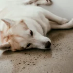 Mon chien est fatigué : fatigue normale ou léthargie ? Le guide vétérinaire