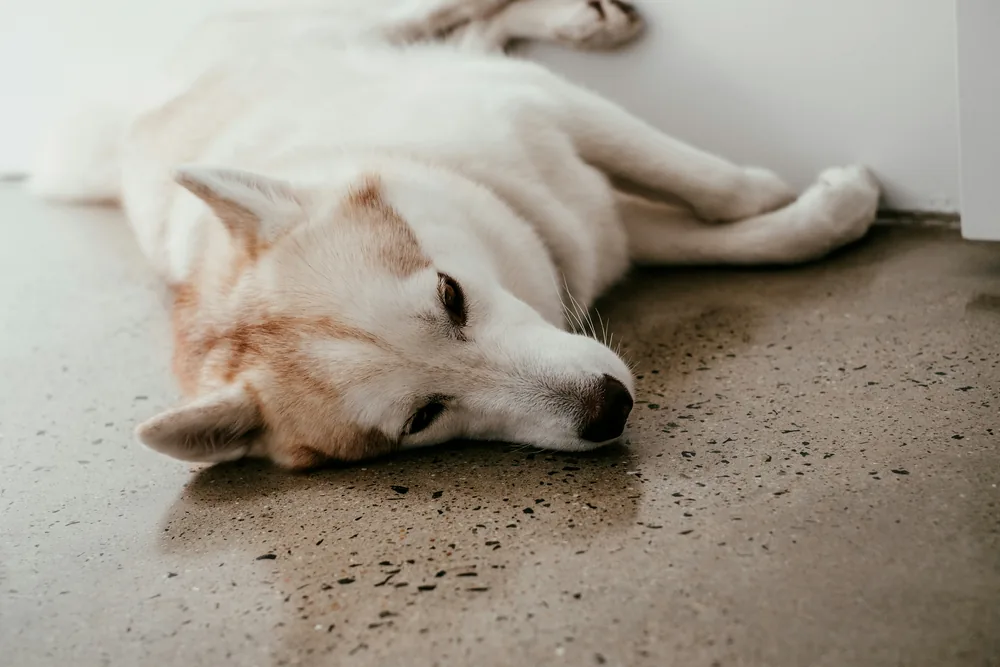 Mon chien est fatigué : fatigue normale ou léthargie ? Le guide vétérinaire