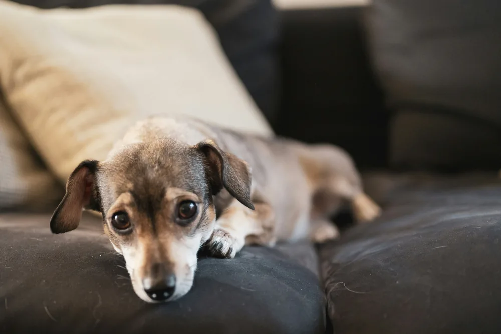 Chien se reposant normalement sur son coussin après l'effort — fatigue saine