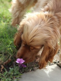 Plantes toxiques animaux
