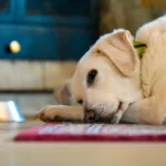 Mon chien a perdu l’appétit : test friandise, problème dentaire ou maladie ?