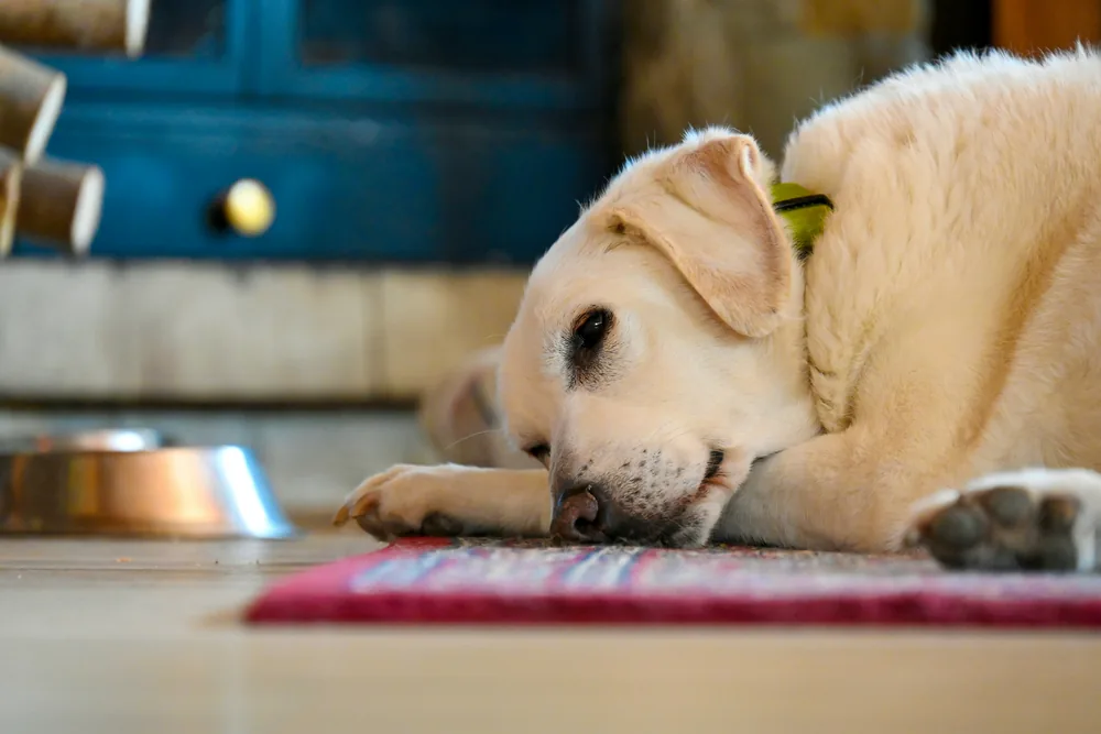 Mon chien a perdu l’appétit : test friandise, problème dentaire ou maladie ?
