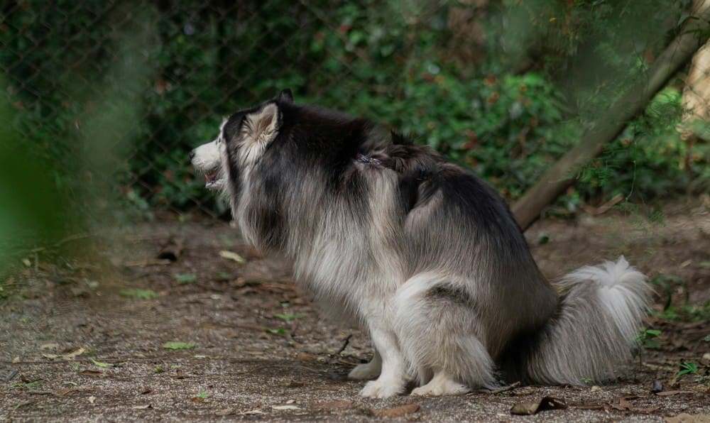 Colley dans la forêt atteint de la diarrhée du chien