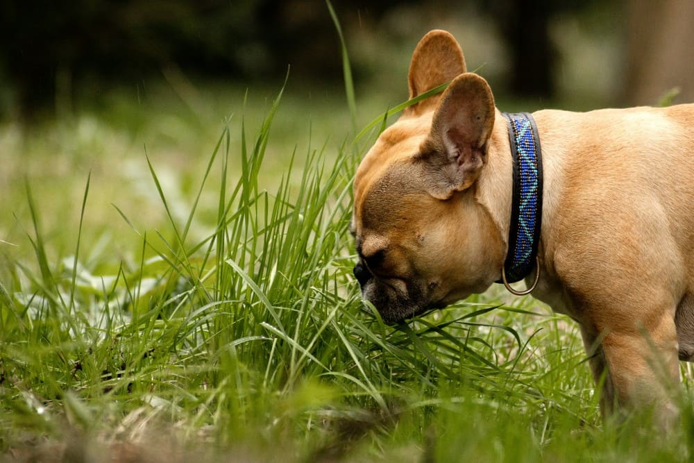 Chien qui vomit et qui mange de l'herbe