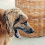 Chien qui vomit : que faire et quand consulter ?