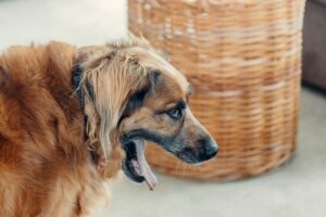 Photo d'un chien qui vomit