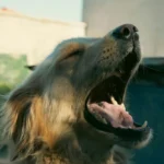 Mon chien tousse : toux du chenil, cardiaque, reverse sneezing et que faire