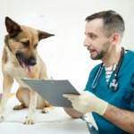 Calendrier vaccination chien 2026 : CHPPIL, rappels, prix et que faire si en retard
