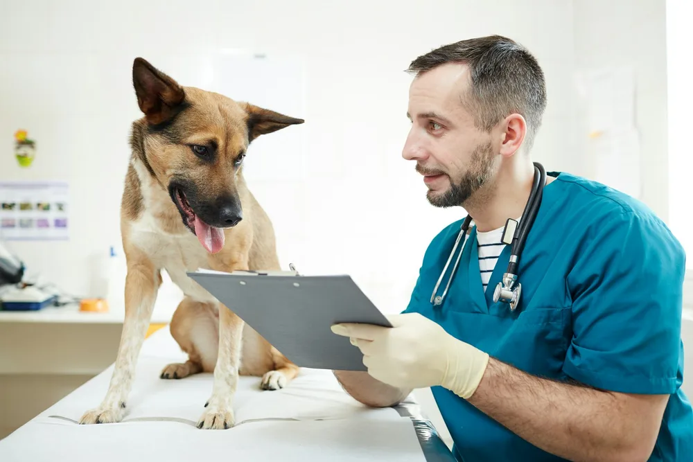 Calendrier vaccination chien 2026 : CHPPIL, rappels, prix et que faire si en retard