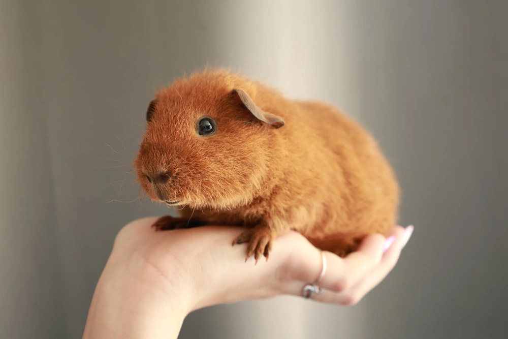 Portrait d'un cochon d'Inde cobaye : guide complet soins et alimentation