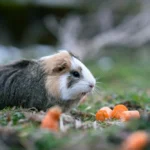 Guide complet du cochon d’Inde : soins, alimentation et santé