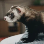 Guide complet du furet : soins, alimentation et vaccins