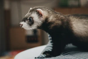Guide complet du furet : soins, alimentation et vaccins
